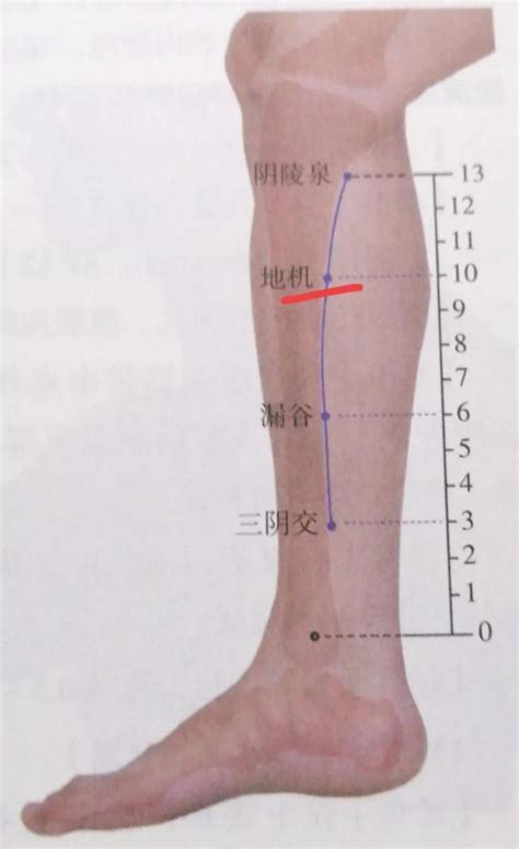 木 字 地機穴氣結